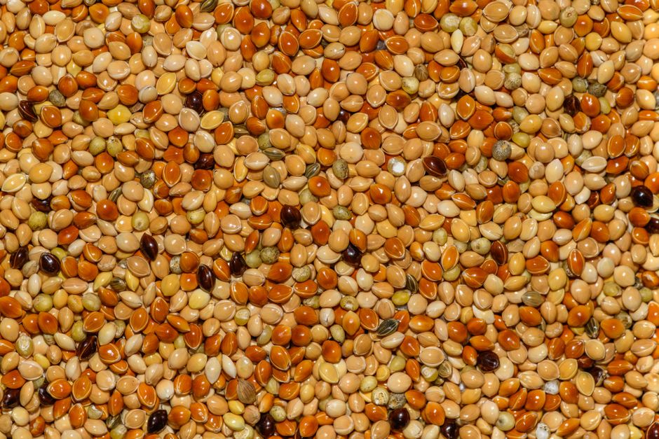 Certified Sorghum Seed — 25kg